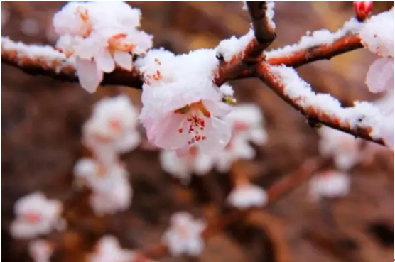 早春时节,从北京向西,赏花、看雪、听春风