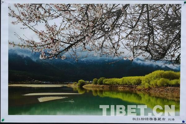 雅鲁藏布生态文化旅游节 盛开在林芝的冰山雪莲