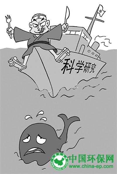 日本:捕鲸是以文化之名谋利 捕鲸案败诉“护鲸大战”依然严峻