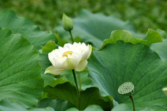 镜湖花开,引爆第二届避暑山庄荷花节