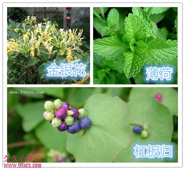 自家阳台种养眼又养生的草药应对小病小痛