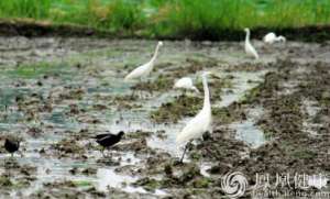 人们为什么要过“生物多样性日”呢