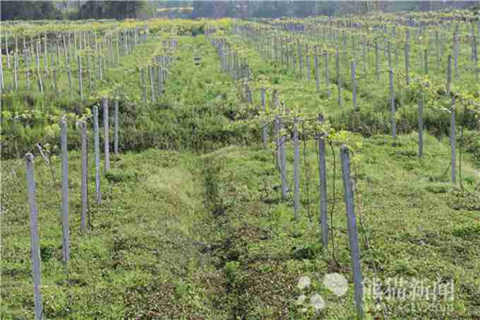 县长专家田间办公 7000亩果园去年收获首批500余吨红心猕猴桃