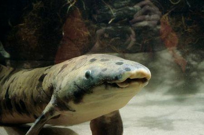 世界最长寿鱼离世 它毕生大部分时间在模仿一段掉落的木头