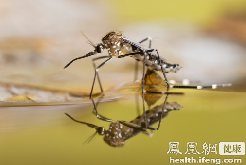 广东疾控：随气温回升寨卡病毒传播风险将上升