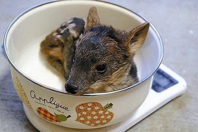 世界最小品种鹿首次在日本诞生 体长20厘米