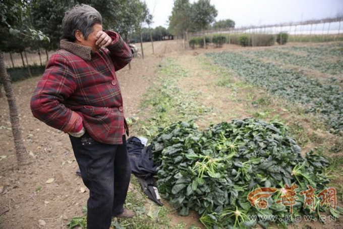 100公斤菠菜26？成本难收回 菜农多将菠菜撂至荒地