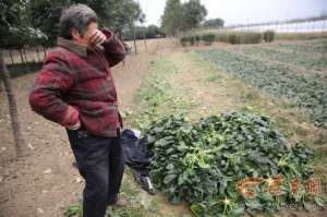 100公斤菠菜26？成本难收回 菜农多将菠菜撂至荒地