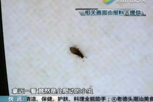 深圳女子超市买新枕头 藏了过千只虫