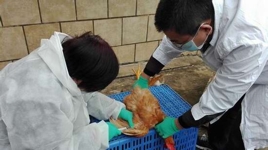 卫生部门牵头H7N9疫情联防联控