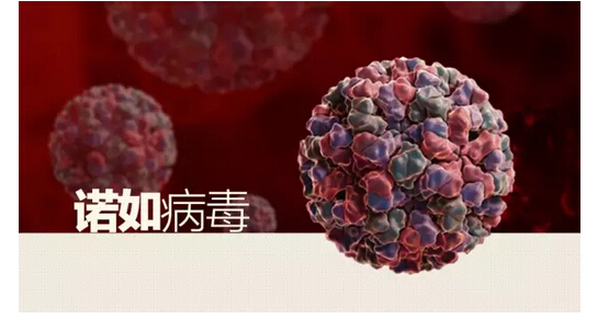 哈尔滨医科大学数十人感染诺如病毒