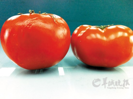 常温放十天新鲜如初 疑“问题番茄”用了催红素？