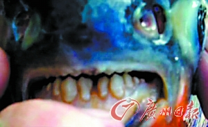 美国食人鱼专咬男性命根 牙齿与人类相似(组图)