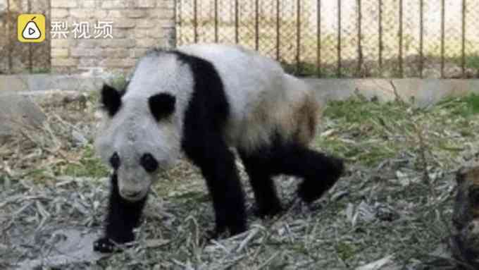 熊猫瘦成皮包骨 网友质疑动物园不给熊猫住舍安装空调和加湿器