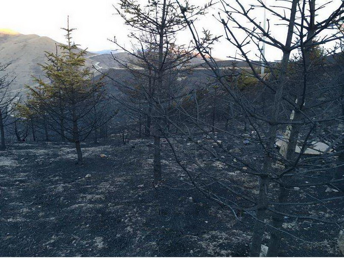 宁夏南华山大火 初步估计过火面积5000亩左右草本植物受损严重