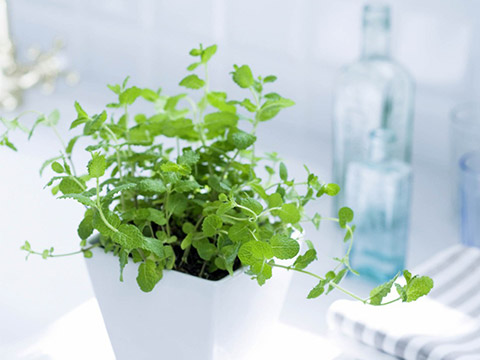 2016年植物摆放风水禁忌