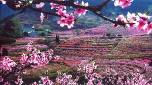 这些地方花开如海却少有人知 不如快来做回“花痴”