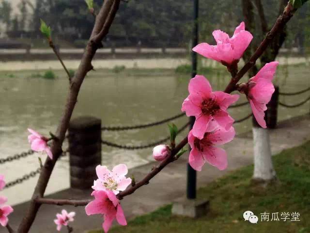 此时春色正好,哪家高校最妖娆?