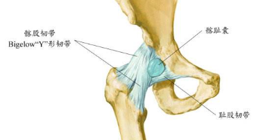 髋关节韧带拉伤怎么办
