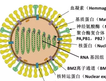 流行性感冒最常见的病毒